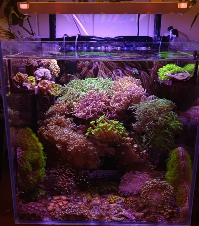 Beispiel-Nano-Aquarium am Tag 20 unter Blaulicht