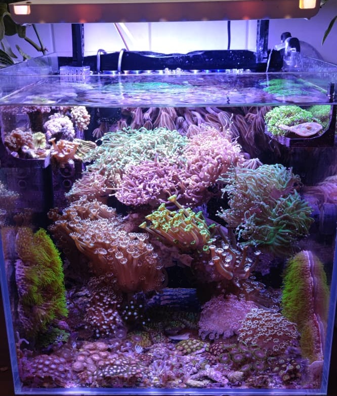 Beispiel-Nano-Aquarium am Tag 20 unter Weißlicht